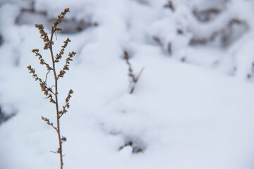 Beautiful winter background with grass and weeds frozen under the snow and frost. Dry plant branch in front