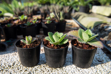 The small gardening trees that are popular in Thailand and Asia