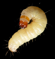 Close-up of a white moth larva on a black