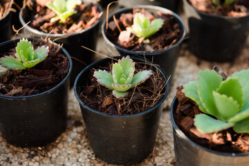 The small gardening trees that are popular in Thailand and Asia