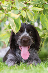 Vertical photo of a small drahthaar puppy hiding under branches with leaves on the green grass.