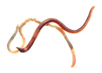 Earthworm on a white background.
