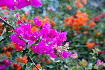 Beautiful bougainvillea flowers, Close-up bougainvillea flowers in the garden ,soft focus