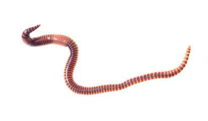 Earthworm on a white background.