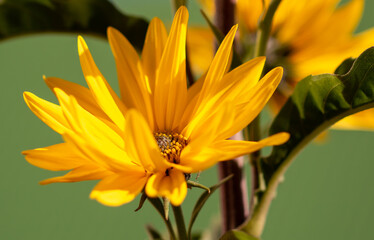 Beautiful yellow flowers in the garden. Nature