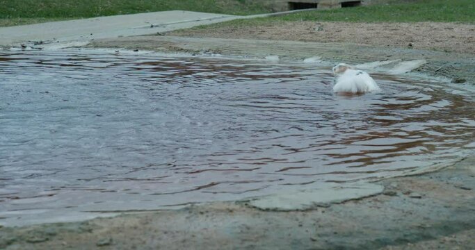 Dog Park