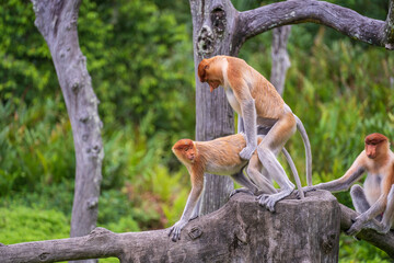 Pair of wild Proboscis monkeys makes love in the rainforest of island Borneo, Malaysia