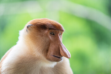 Naklejka premium Family of wild Proboscis monkey or Nasalis larvatus, in the rainforest of island Borneo, Malaysia, close up
