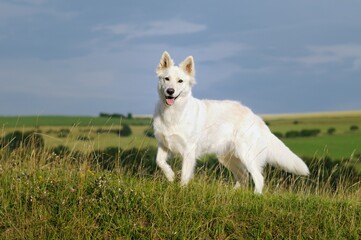 Naklejka na ściany i meble White Swiss Shepherd dog stands with a raised paw in the meadow Weisser Schweizer Schäferhund