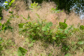 Scumpia - the original tall shrub or low tree of the sumac family