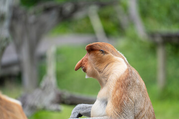 Family of wild Proboscis monkey or Nasalis larvatus, in the rainforest of island Borneo, Malaysia, close up
