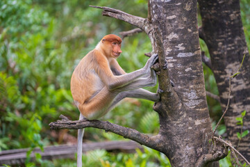 Family of wild Proboscis monkey or Nasalis larvatus, in the rainforest of island Borneo, Malaysia, close up