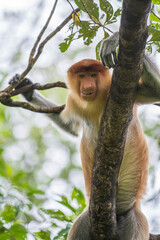 Family of wild Proboscis monkey or Nasalis larvatus, in the rainforest of island Borneo, Malaysia, close up