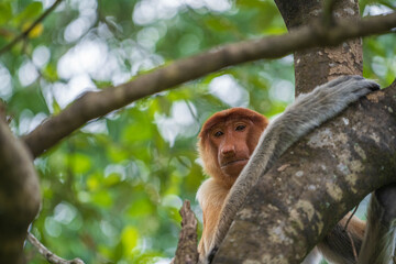 Fototapeta premium Family of wild Proboscis monkey or Nasalis larvatus, in the rainforest of island Borneo, Malaysia, close up