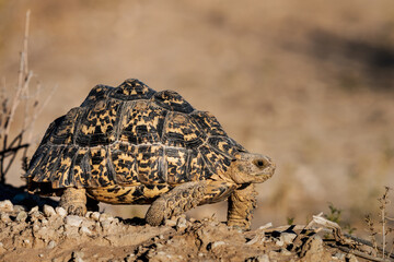 Leopard Tortoise walking on rocky ground