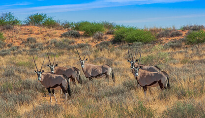 Herd of Gemsbok on the side of a grassy dune in Etosha