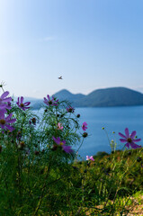 紫色の綺麗な花と青い湖