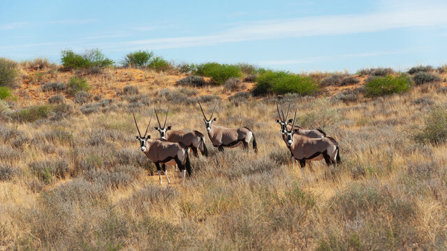 Herd of five gemsbok standing motionless