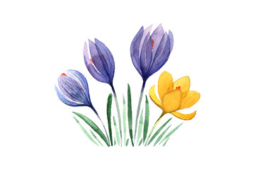 crocuses purple and yellow painted in watercolor