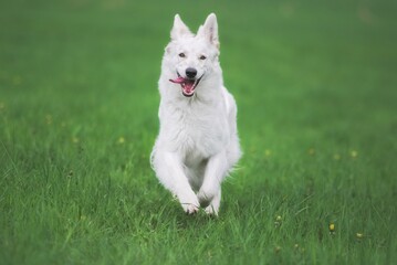 funny White Swiss Shepherd dog- Berger Blanc Suisse runs in the meadow
