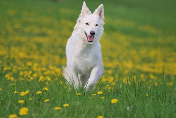 White Swiss Shepherd dog runs in the flower meadow Weisser Schweizer Sch&auml;ferhund