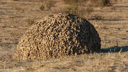 Anthill  or termite mound in the early morning sun.
