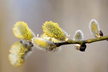 Fototapeta premium Pussy willow on the branch, yellow blooming verba in spring forest on blurred background. Palm Sunday symbol, catkins in sunny day