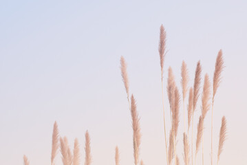 Soft gently wind grass flowers in aesthetic nature of early morning misty sky background. Quiet and calm image in minimal zen mood. Spring nature in pastel tone. - obrazy, fototapety, plakaty