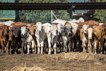 Feedlot cattle 16