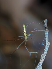 joro spider on a branch