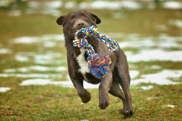 Chocolate labrador playing in her yard with toy on meadow