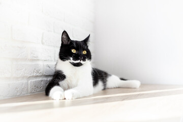 Portrait of a lying gorgeous black and white domestic cat on a white background. Black kitten with white chest and mustache. Animal themes, home life. Pet Day, World Cat Day. Copy space.