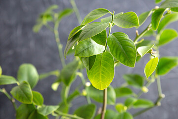 A green branch of a lemon tree illuminated by the sun on a gray background. Growing citrus varietal plants at home. Beauty of nature, spring background. Eco-friendly home, gardening. Selective focus.