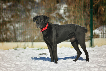 Black big dog is walking in a winter park