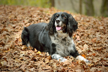 English Springer Spaniel lying in Fall Leaves