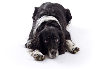 English springer spaniel dog lying in the studio isolated on a white background