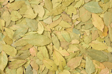 Aromatic bay leaves background
