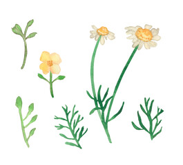 Watercolor wild Chamomile flowers, Hand drawn Herbs field plants