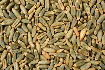 organic whole grain wheat kernels on white background