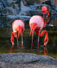 Aves Temaiken Loros Plumas Colores Animales Naturaleza Vegetación Verde 