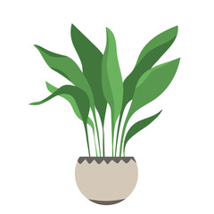 Home plant Aspidistra in flat style. Modern elegant home decor. Vector illustration isolated on white background.