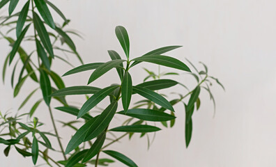 Indoor plant Nerium oleander close-up. Tropical plants for home decoration. Poisonous house plant.