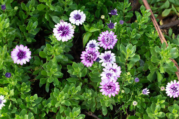 Cape Marguerita flowers