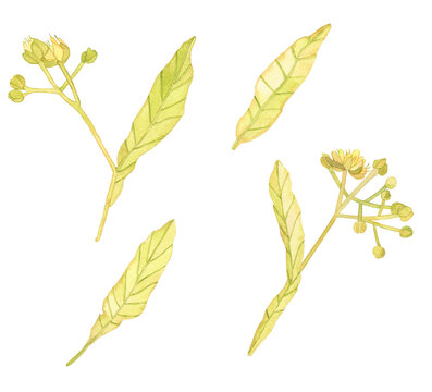 Watercolor Linden flowers, Hand drawn ftree plants and leaves