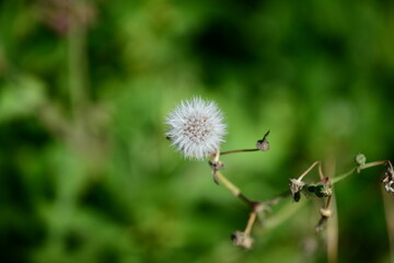 Common dandelion flower close up