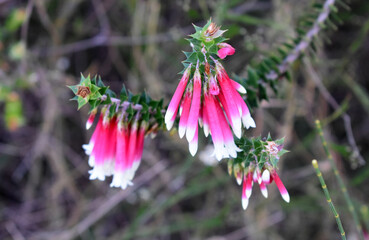 Obraz premium Fuchsia heath flowers - Epacris