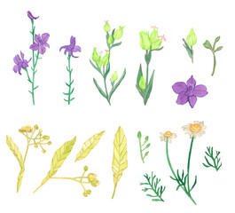 Watercolor wild flowers set, Hand drawn Herbs field plants