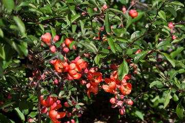 Flowering Guince (Chaenomeles speciosa x Chaenomeles. japonica) in garden