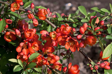 Flowering Guince (Chaenomeles speciosa x Chaenomeles. japonica) in garden