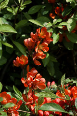 Obraz na płótnie Canvas Flowering Guince (Chaenomeles speciosa x Chaenomeles. japonica) in garden